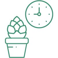 Сколько времени занимает выращивание конопли?